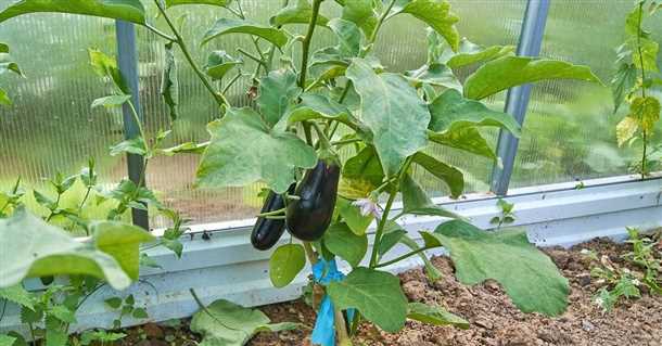 Выбор семян