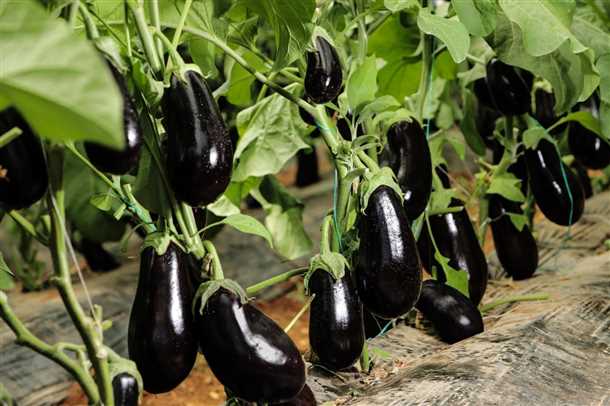 Ухаживание за рассадой