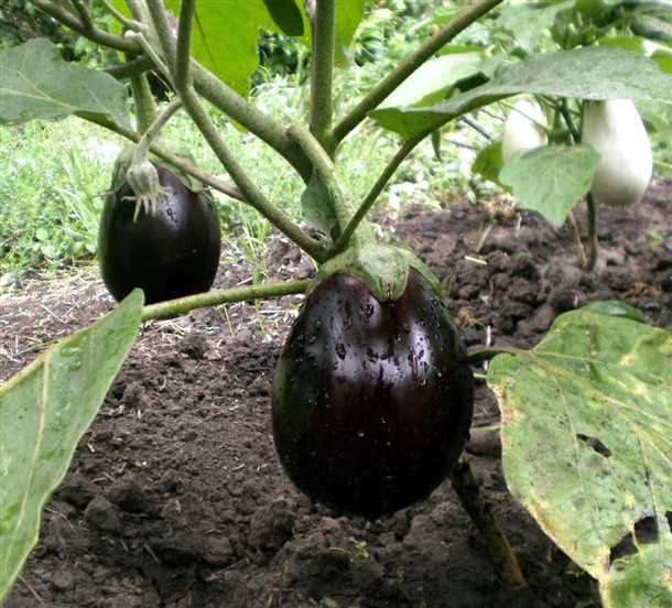 Уход за высаженными баклажанами