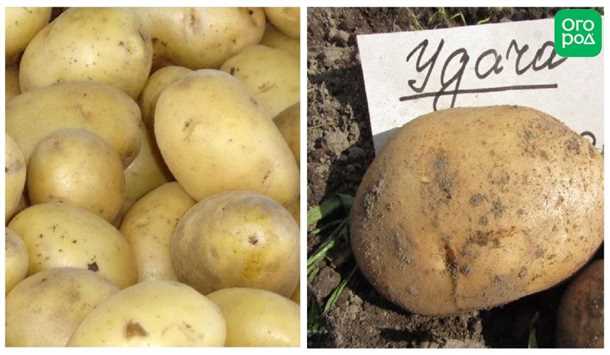 Подготовка семенных клубней