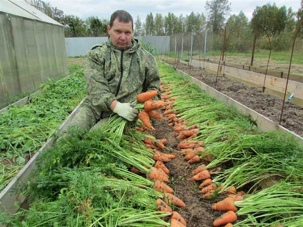 Вредители моркови