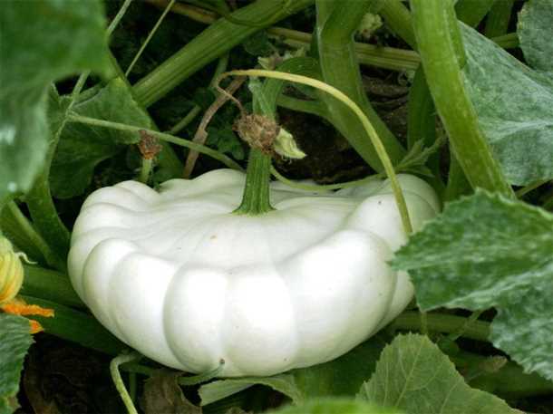 Как приготовить маринованные патиссоны (видео)