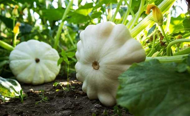 1. Грибковые инфекции: