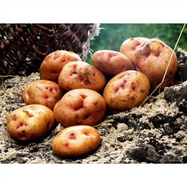 Характеристика сорта