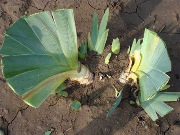 Удаление отцветших соцветий