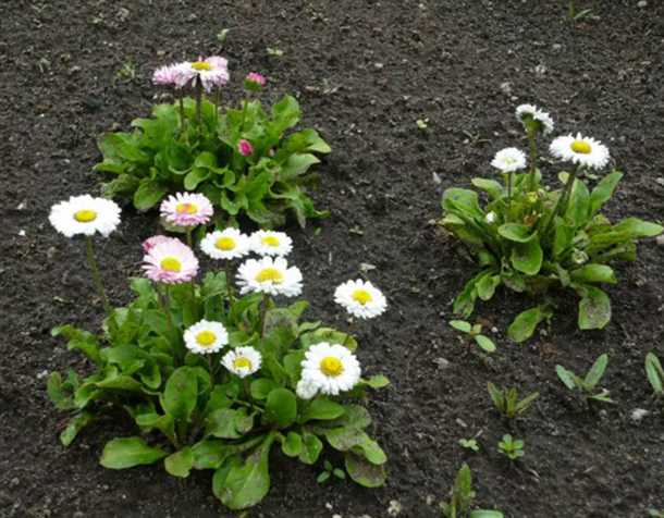 4. Защита от вредителей