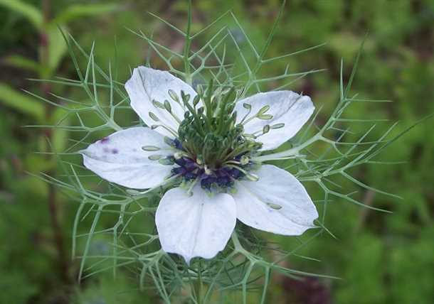 Чего не любит нигелла