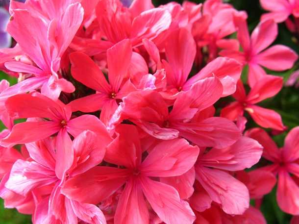 Правило #2: сочетание с другими растениями