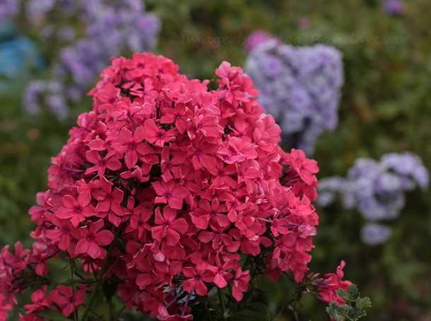 Как вырастить многолетние флоксы из семян (видео)