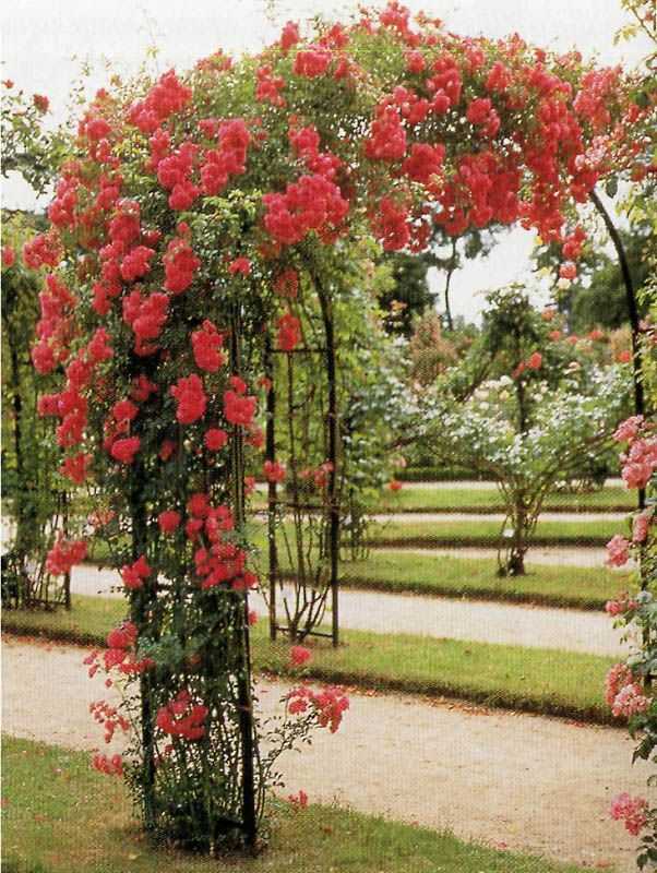 Выращивание плетистых роз