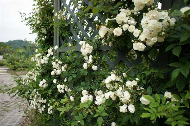 Выбор сорта