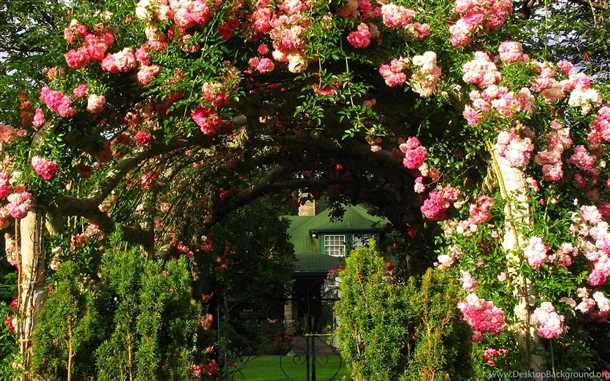 Видео о плетистых розах