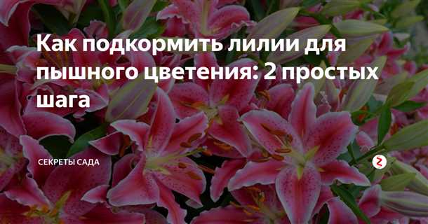 Лилии: посадка и уход (видео)