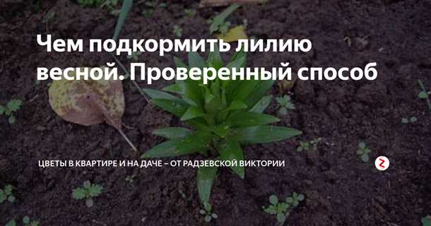Весенняя подкормка лилии