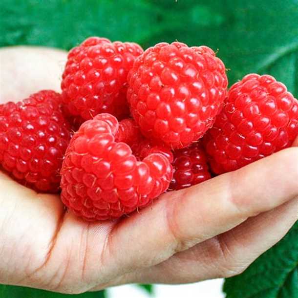 Рекомендации по выращиванию