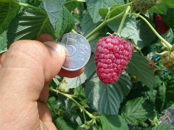 Подготовка почвы и посадка растений