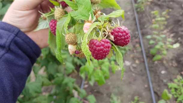 Подготовка почвы