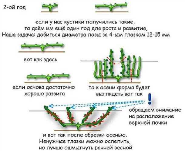 Процедура обрезки