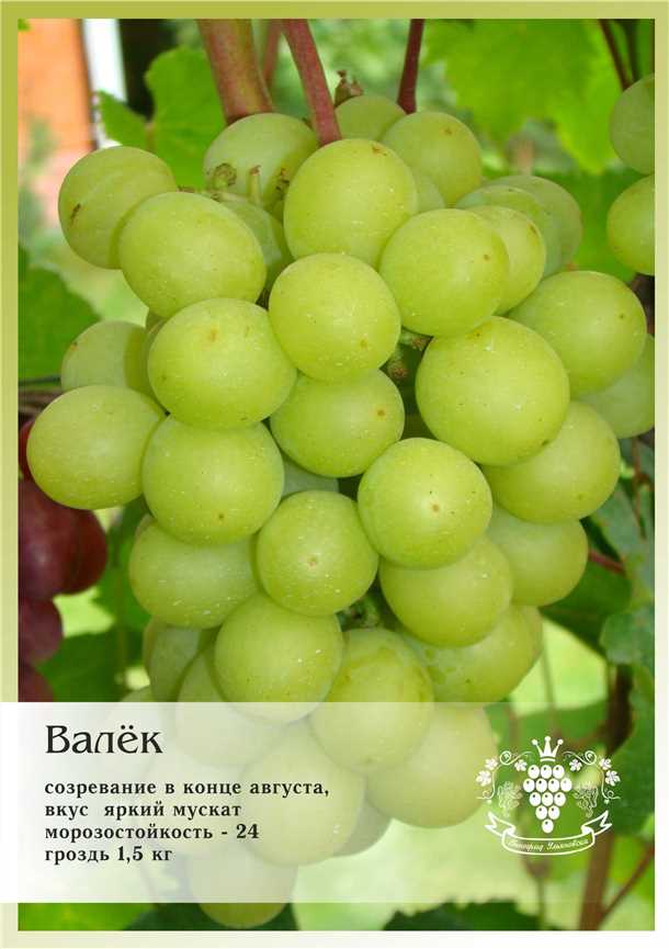 Размер и форма ягод