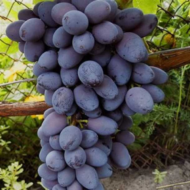 Юпитер сорт бессемянного винограда из американской селекции «Юпитер» сорт бессемянного винограда из американской селекции