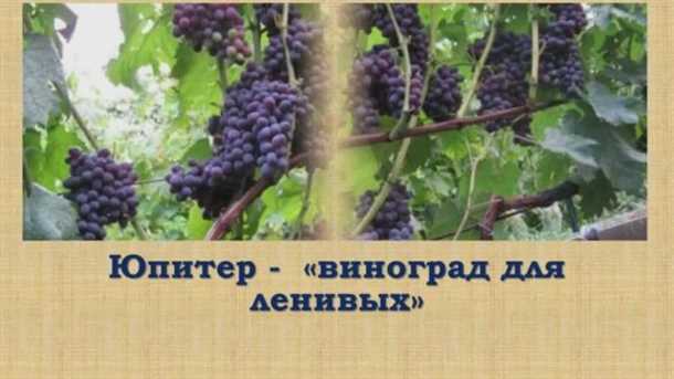 Алексей Смирнов