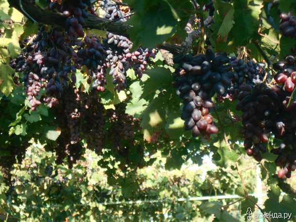 Особенности посадки