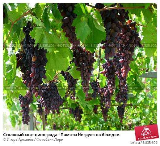 Отзывы виноградарей