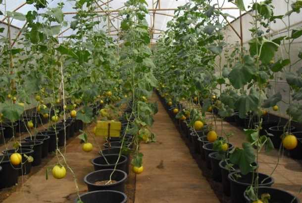 Стандартные сорта арбузов