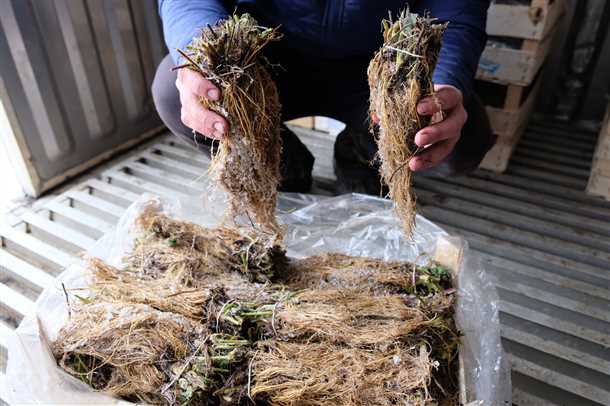 1. Состояние корневой системы