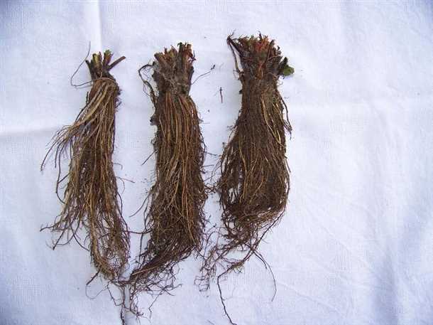 Сроки и технология посадки