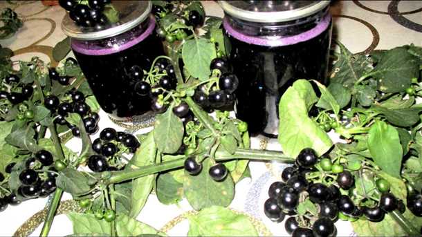 1. Покупка саженцев у надежных поставщиков