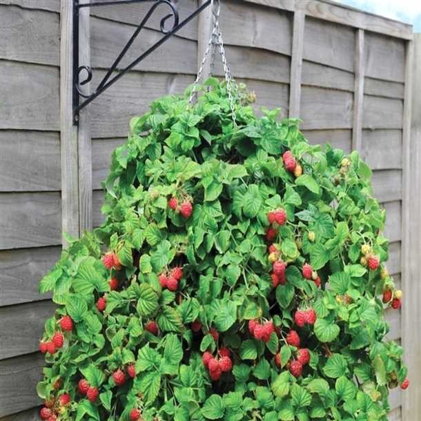 Применение в ландшафтном дизайне