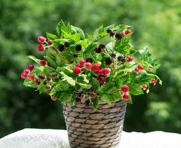 Садовод Анна: