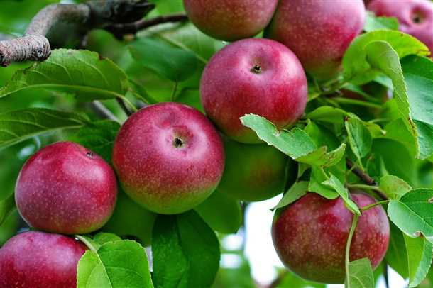 Как обрезать яблоню (видео)