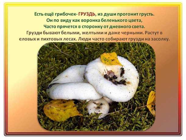 Какие грибы можно собирать