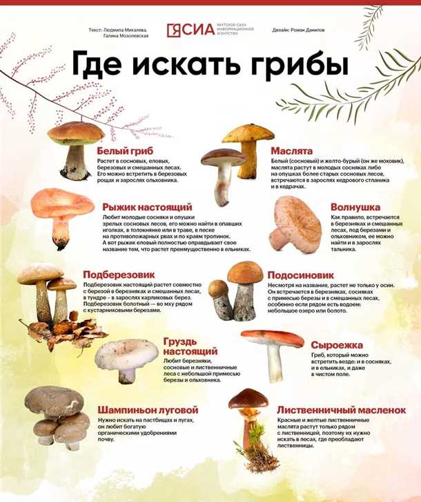 Когда и где собирают грузди