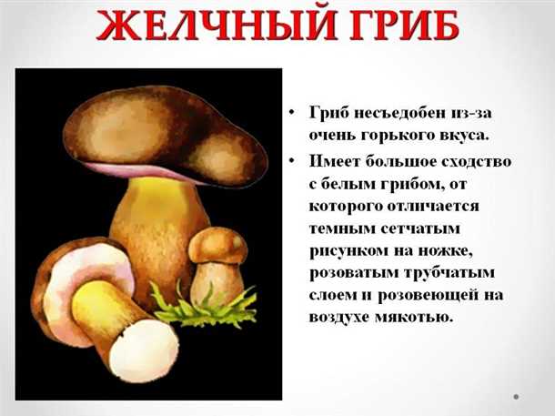 Описание и характеристика