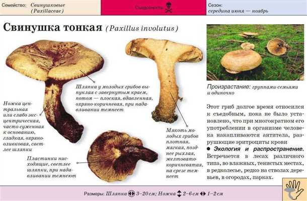 Видео: сбор горькушки