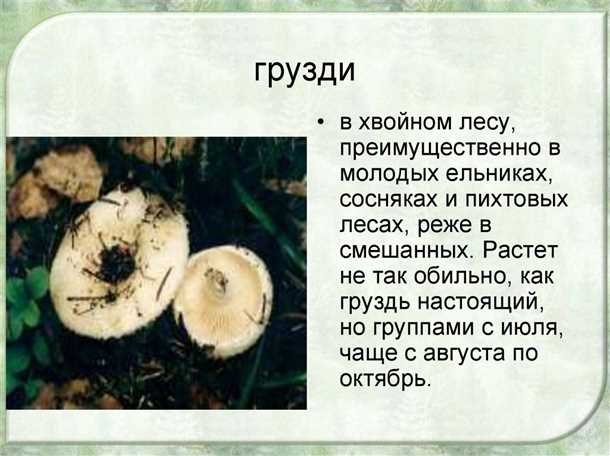 Как засолить грузди: рецепт (видео)