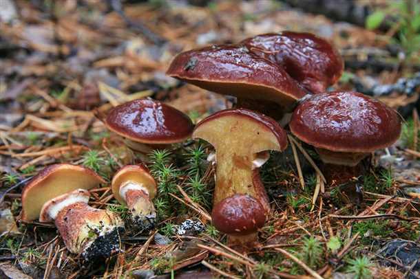 Свежие маслята