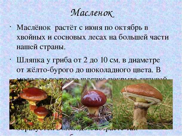 Осторожно с маслятами: