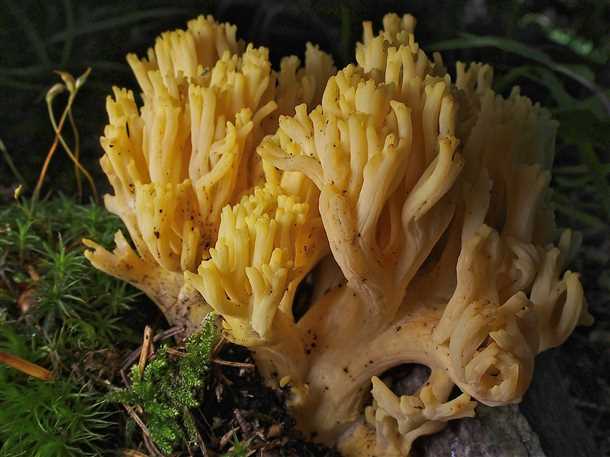 Грибы: разновидности (видео)