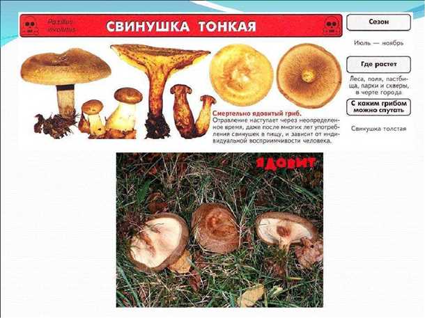 undefinedОпасные свинушки:</strong>