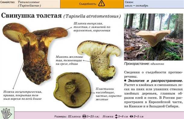 Влияние на организм