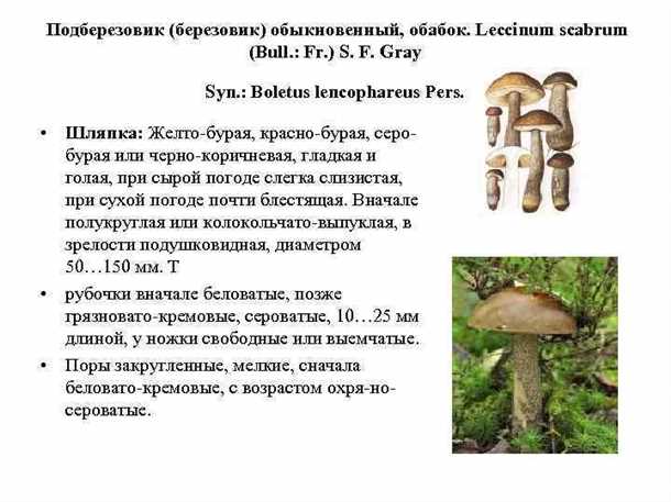 Грибы обабки: виды, особенности сбора и приготовления Гриб обабок характеристика видов особенности сбора и приготовления