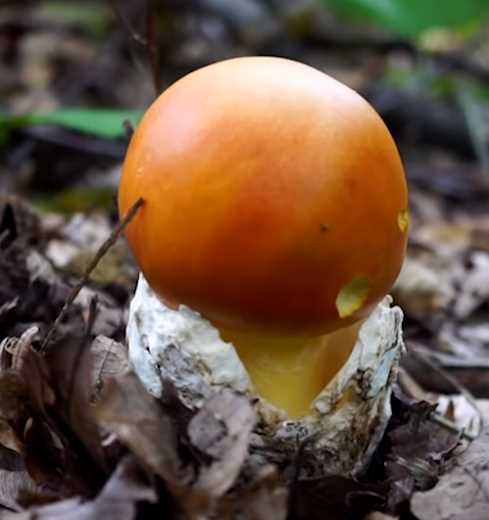 Съедобные грибы: разнообразие (видео)