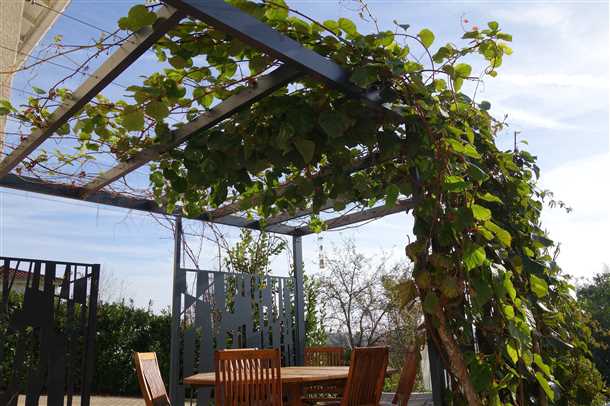 Преимущества деревянных пергол