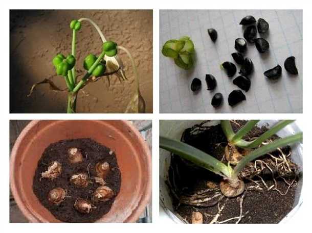 Пересадка эухариса