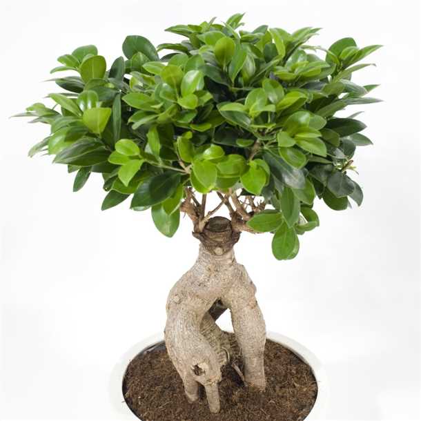 Когда подрезать?