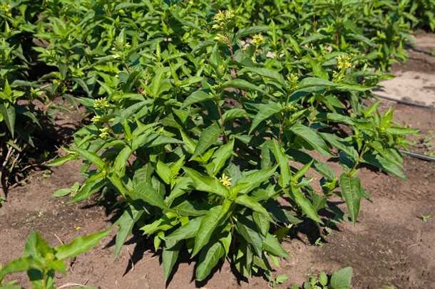 Диервилла все о посадке и уходе